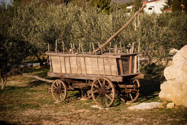 Olivträd Kroatien Krk — Stockfoto
