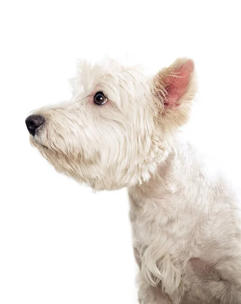 Westie Terrier Πορτρέτο Προφίλ Απομονώνονται Λευκό — Φωτογραφία Αρχείου