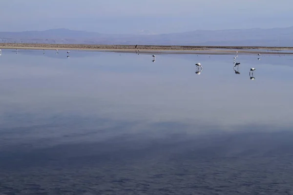 Flamengos Rezervaci Flamenco Salar Atacama — Stock fotografie