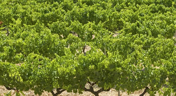 Grapes Vineyard Countryside Plantation — Stock Photo, Image