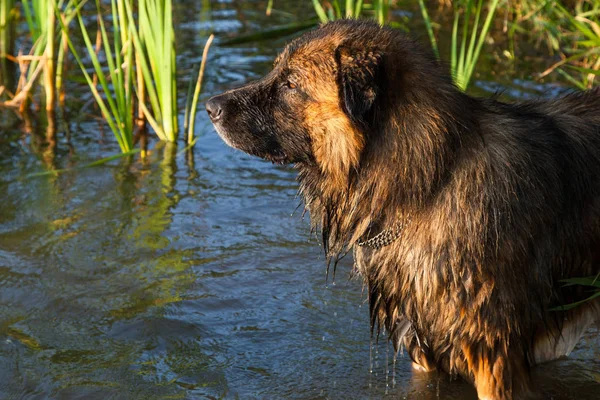 Caucasian Shepherd Dog Shepherd Dog Swim — Stock Photo, Image