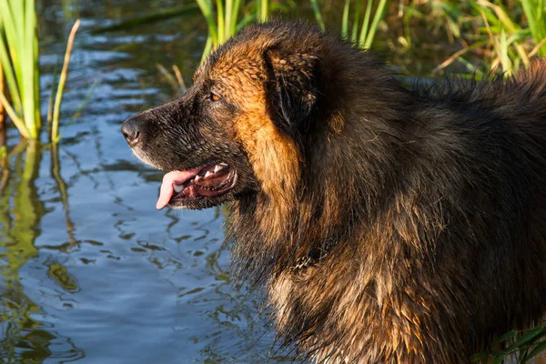 Caucasian Shepherd Dog Shepherd Dog Swim — Stock Photo, Image