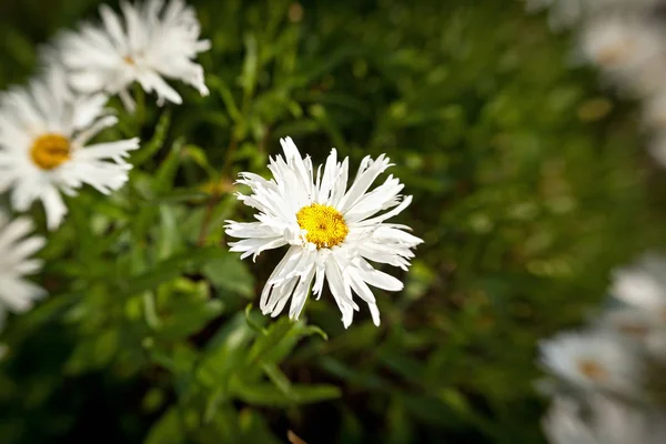 Bellissimi Fiori Estivi Flora Botanica — Foto Stock