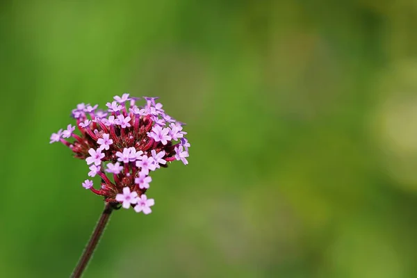 Аргентинська Дієсловоena Bonariensis Verbena — стокове фото