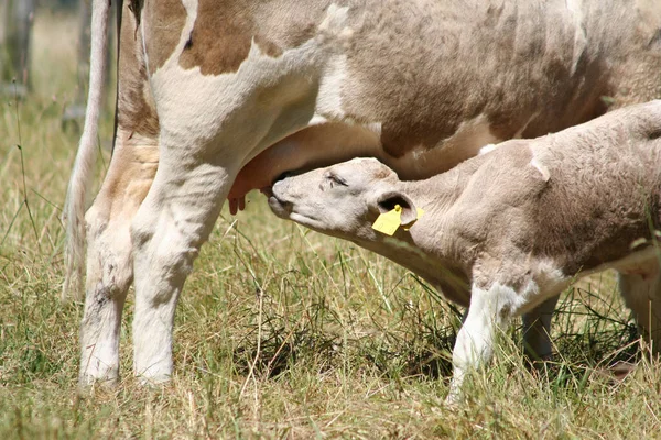 Kalv Dricker Mjölk Från Sin Mor — Stockfoto