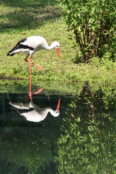 Cigogne Blanche Ciconia Ciconia Sur Étang — Photo