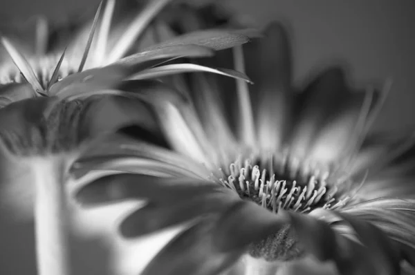 Belles Fleurs Gerbera Sur Fond Gros Plan — Photo