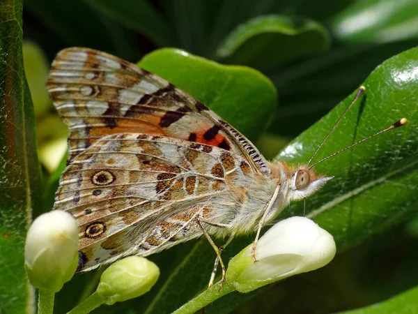 Close Van Een Insect Wilde Natuur — Stockfoto