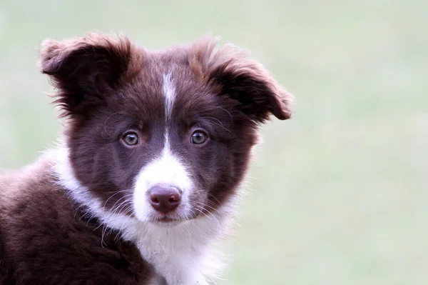 Border Collie Pura Raza Perro Doméstico Animal Compañía — Foto de Stock