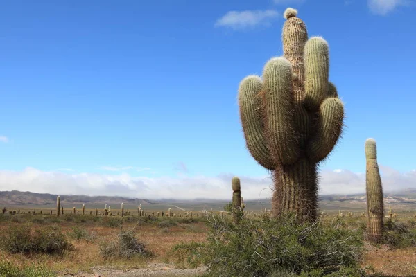 Vacker Utsikt Över Naturen Landskap — Stockfoto