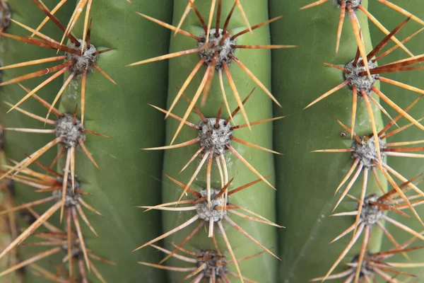 Planta Tropical Flora Botánica Cactus —  Fotos de Stock