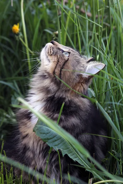 一只年轻的挪威森林猫在打猎 — 图库照片