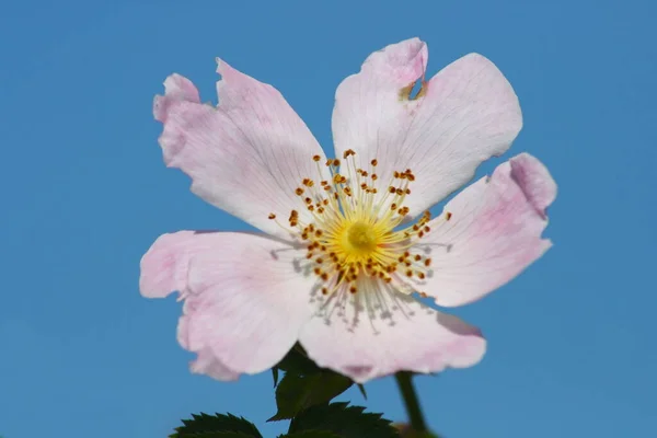 Cerca Perro Silvestre Florido Rosa Levantó — Foto de Stock