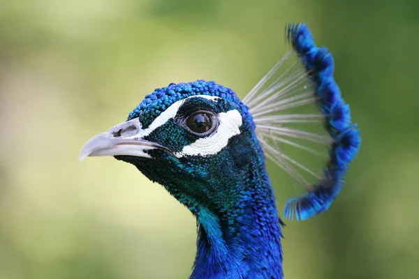 Penas Majestosas Pavão Pássaro — Fotografia de Stock