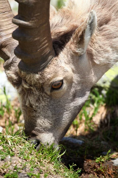 Zamknij Widok Młodego Capra Ibex Pobliżu Białego Jeziora Pobliżu Chamonix — Zdjęcie stockowe