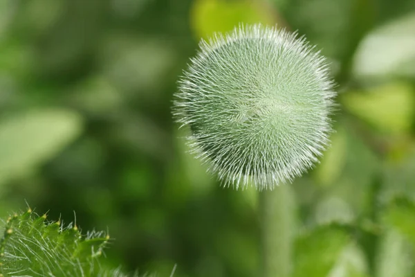 Manada Flores Amapola Córnea Asiática Dicranostigma Franchetianum Glaucio Vitellinum — Foto de Stock