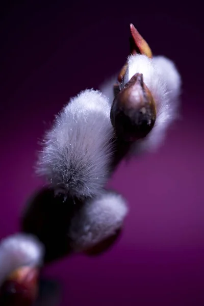 Pussy Willow Spring Catkin — Foto de Stock