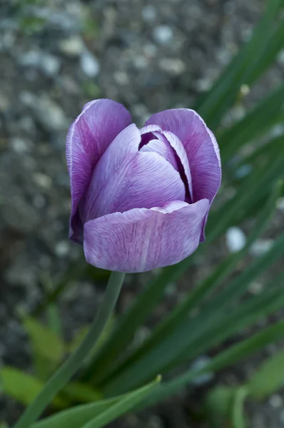 Malebný Pohled Krásný Tulipán Květiny — Stock fotografie