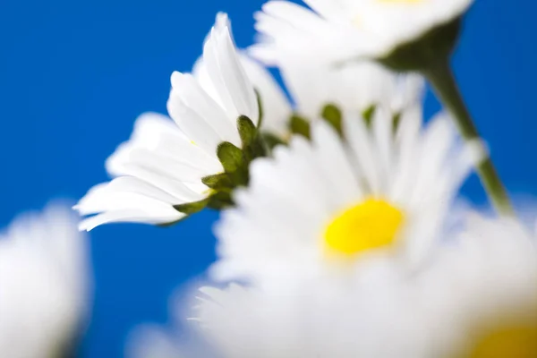 Ромашки Цветы Белые Цветы — стоковое фото
