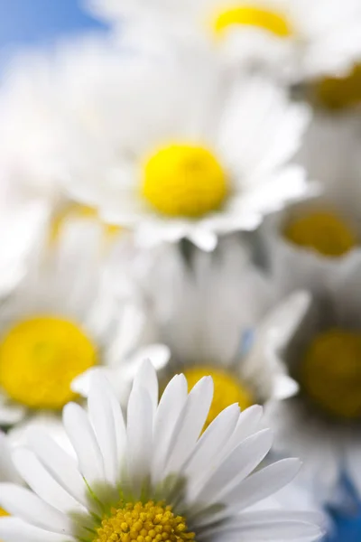 Madeliefjes Bloemen Witte Bloemen — Stockfoto