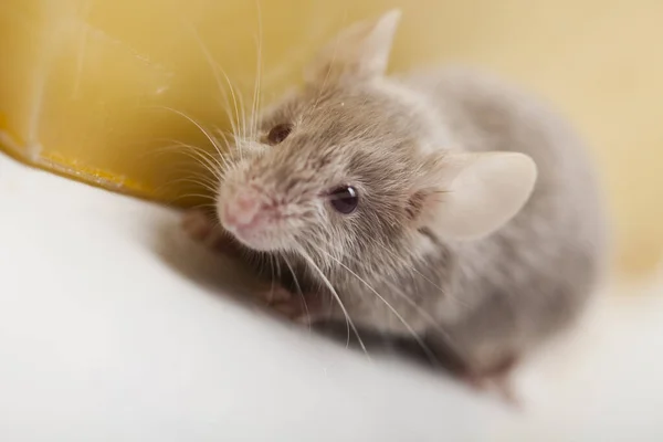 Pequeno Animal Roedor Rato — Fotografia de Stock