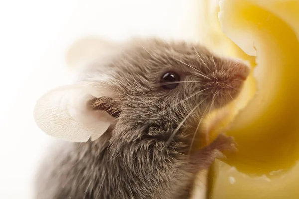 Klein Dier Muis Knaagdier — Stockfoto