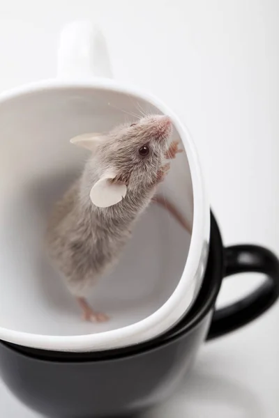 Malé Zvíře Myší Hlodavec — Stock fotografie