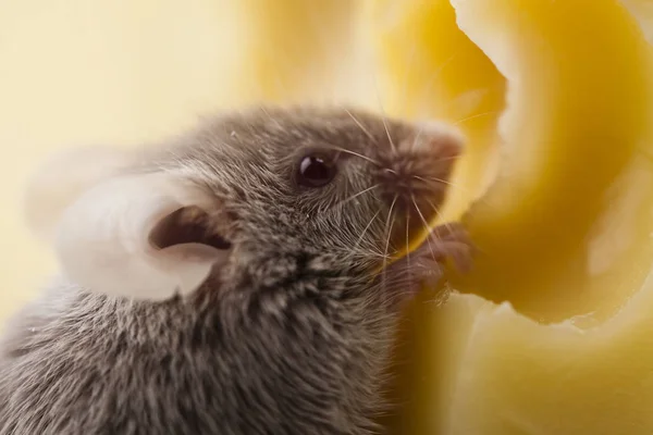 Animal Pequeño Roedor Del Ratón —  Fotos de Stock