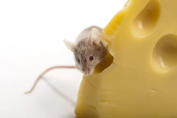 Funny mouse on the cheese