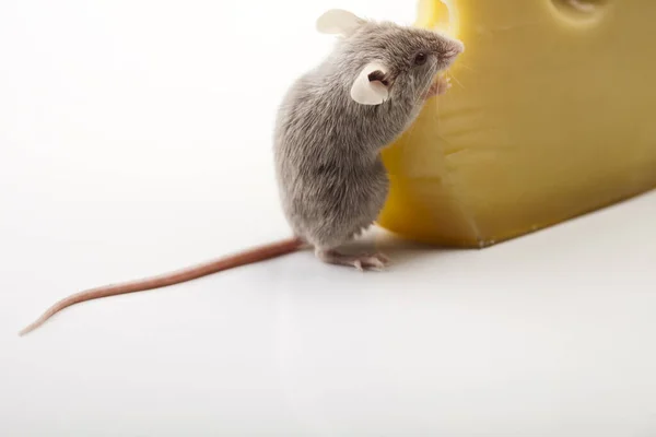 Legrační Myš Sýru — Stock fotografie