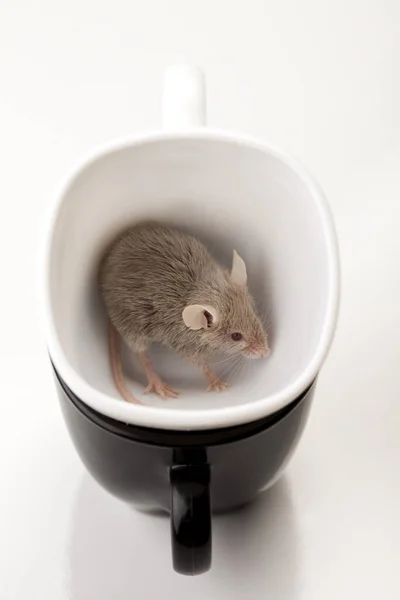 Petit Animal Rongeur Souris — Photo