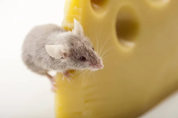 Mouse Cheese — Stock Photo, Image