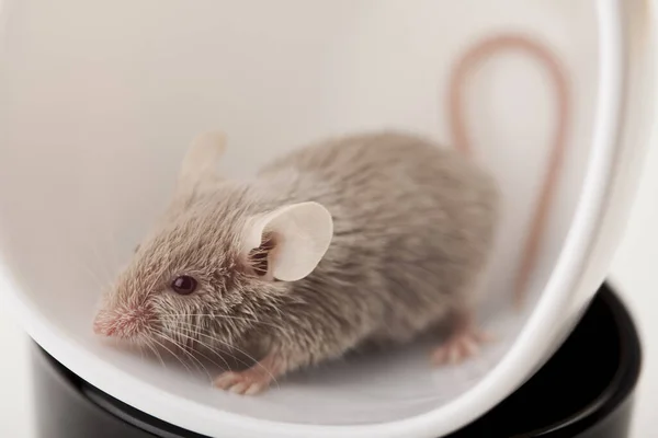 Μικρό Ζώο Τρωκτικό Ποντικού — Φωτογραφία Αρχείου