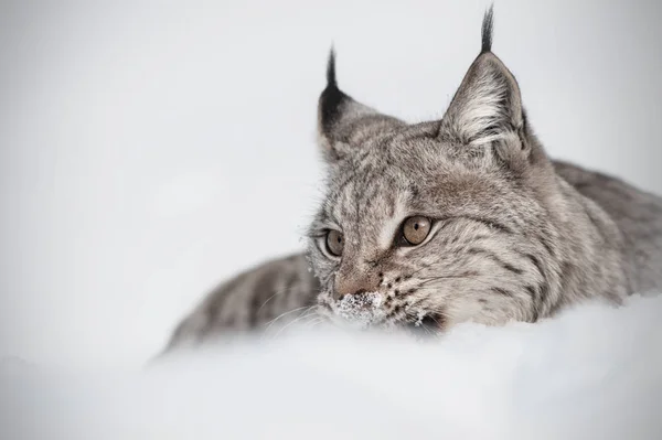 Een Euraziatische Lynx Eten Prooi Gedeeltelijk Verborgen Diepe Sneeuw — Stockfoto