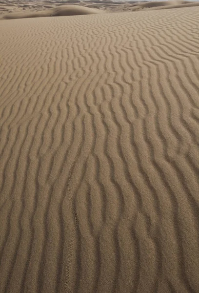 沙质沙漠 沙丘景观 — 图库照片