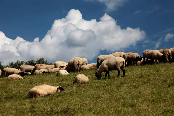 Sheep Herd Elbe Dike — Stock Photo, Image