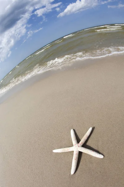 Shell Seastars Beach Sand Holiday Sealife Landscape Seashells — Stock Photo, Image