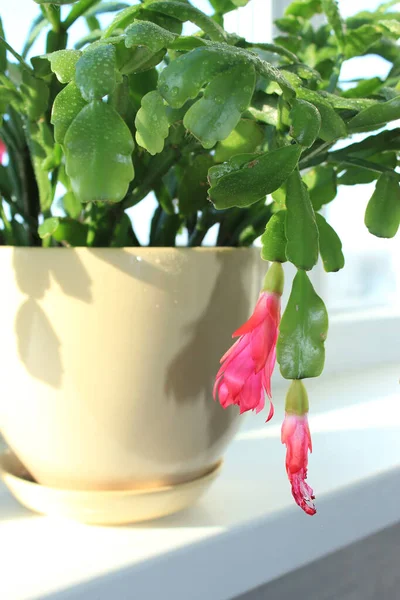 Flor Rosa Fina Schlumbergera Una Maceta — Foto de Stock