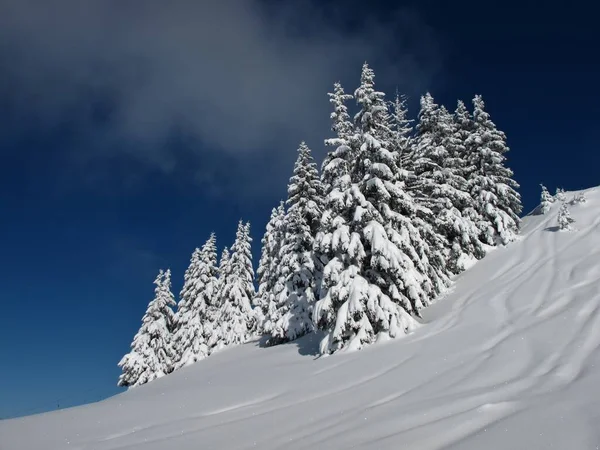 Vinterdröm Snötäckta Träd — Stockfoto