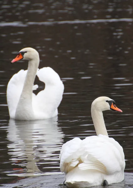 Vista Cênica Cisnes Majestosos Natureza — Fotografia de Stock