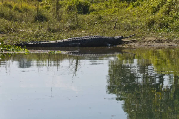 Gavial Chitwan Parque Nacional Nepal — Fotografia de Stock