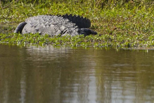 Mocsári Krokodil Chitwan Nemzeti Parkban Nepal — Stock Fotó