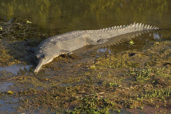 Ganges Gavial Parque Nacional Chitwan Nepal —  Fotos de Stock