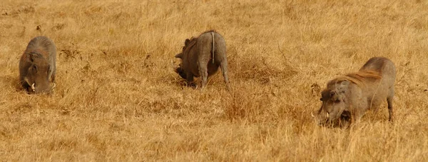 Warthogs Pastando Savana — Fotografia de Stock