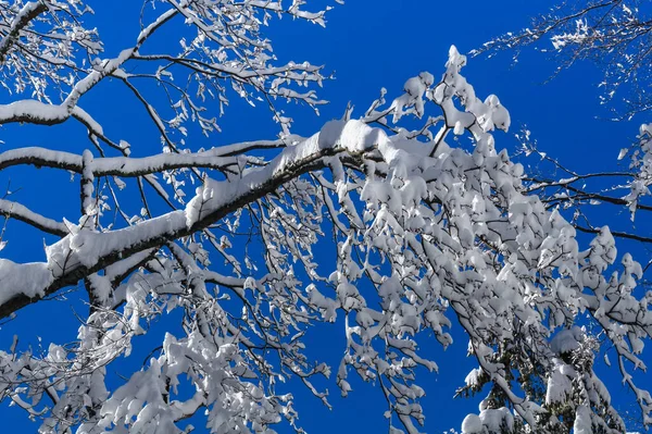 Mavi Gökyüzünde Karla Dolu Bir Ağaç — Stok fotoğraf