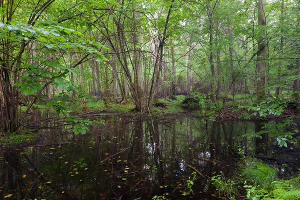 Früh Morgen Laubbestand Des Bialowieza Waldes Und Umstehenden Wasser — Stockfoto