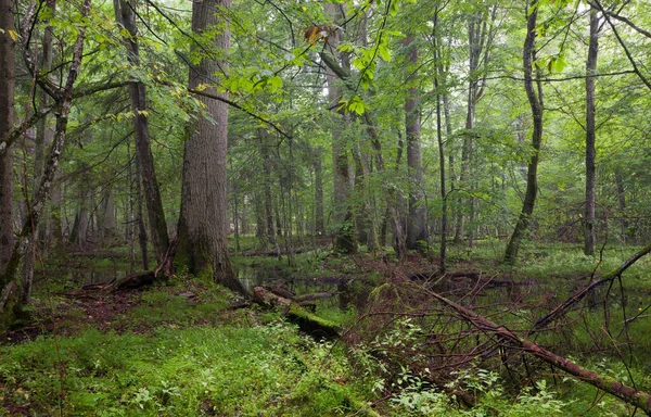 Vieux Chêne Charme Dans Peuplement Décidu Naturel Forêt Bilowieza Fin — Photo