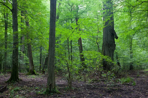 Starý Dub Habr Přírodním Pozdním Letním Lese Proti Mladistvému Porostu — Stock fotografie