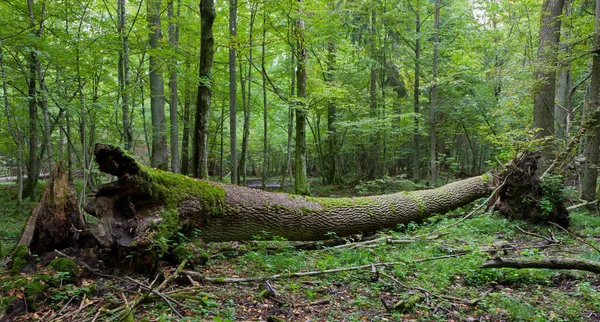 Estande Decíduo Outonal Com Árvore Morta Parcialmente Declinado Primeiro Plano — Fotografia de Stock