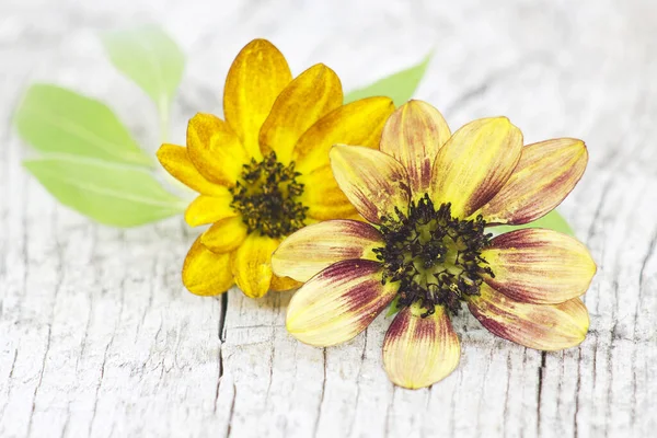 Girasol Sobre Fondo Madera Viejo Helianthus — Foto de Stock